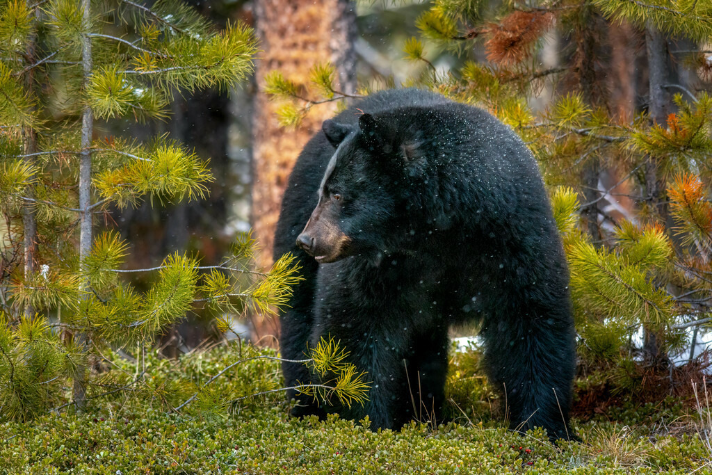Schwarzbär | christophschaarschmidt - Realisiert mit Pictrs.com