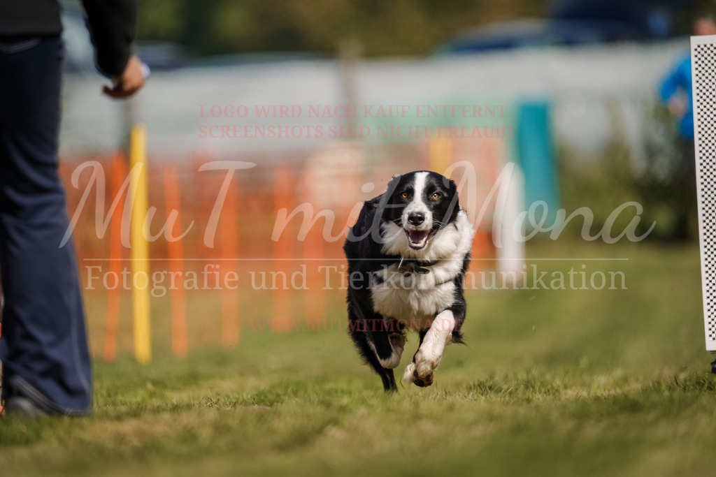 20250928_Hunderennen-512 | MuT (Mensch und Tier) mit Mona - Fotografie und Tierkommunikation - Realisiert mit Pictrs.com