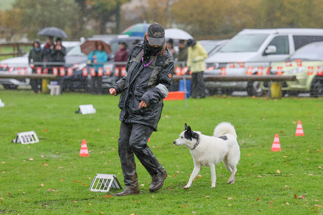 2025_Rally_Obedience_SM-167 | Ich fotografiere Hundeausstellungen, Sportanlässe, Zuchtstätten, Hundezucht, Hundeportrait, Lagotto - Realisiert mit Pictrs.com