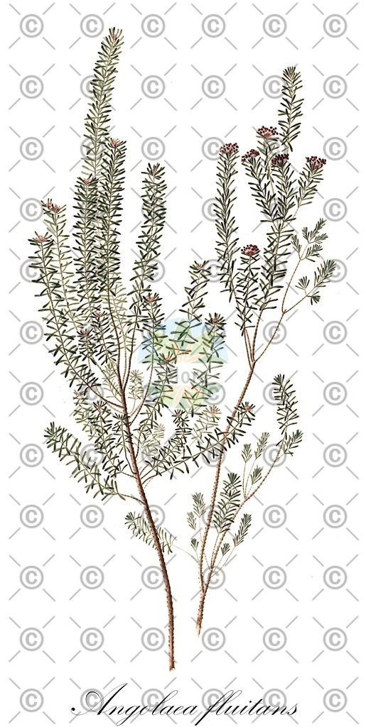 HistAbb_wfo-0000536542_517_ENZY_Simple | Historische Abbildung von Angolaea fluitans - Podostemaceae | Historical Illustration of Angolaea fluitans - Podostemaceae