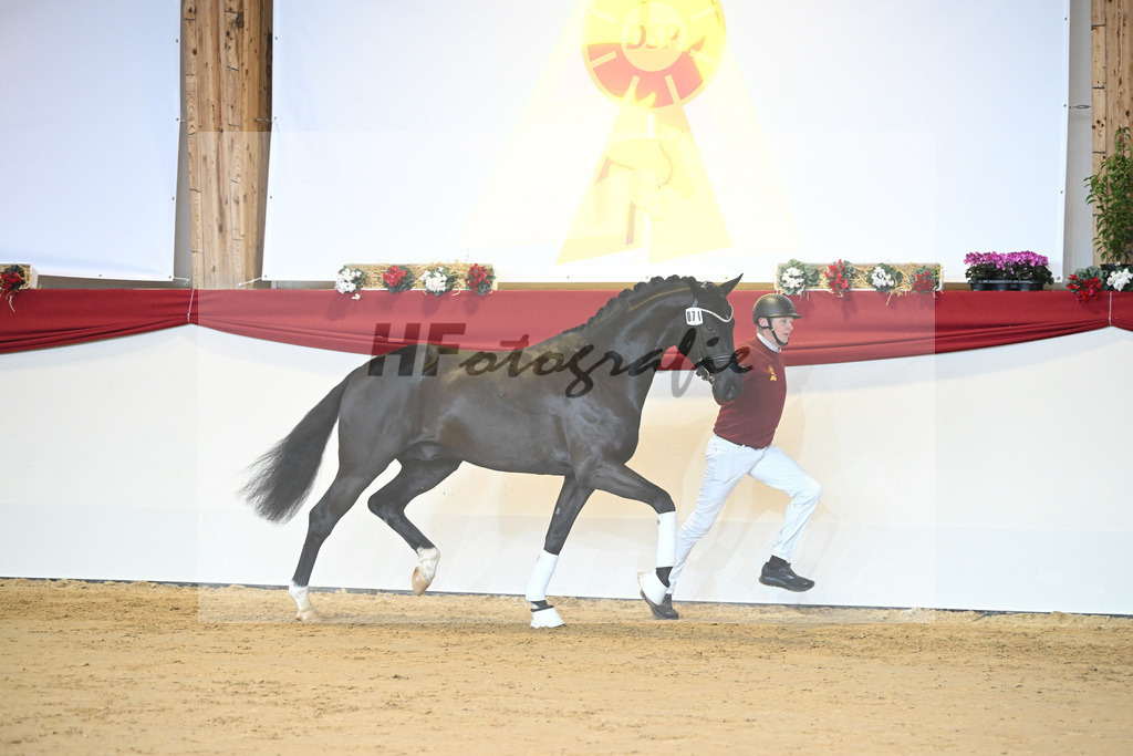 Kat-Nr. 71 Toto jr_Winklmaier_1231492 | hf-fotografie - Realisiert mit Pictrs.com