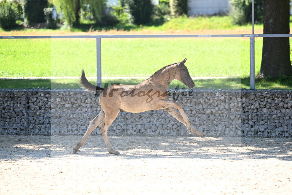 Kat-Nr. 12 Cadeau Noir x Royal Classic_HF_Lechner_26250149 | hf-fotografie - Realisiert mit Pictrs.com