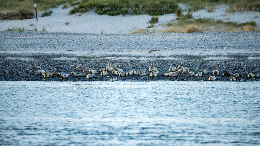Helgoland Düne Robben_ELS_3573030818 | Helgoland - Aufnahmedatum: 03.08.2018, Aufnahmehöhe:  m, Koordinaten:  - , Bildgröße: 8256 x  4644 Pixel - Copyright 2018 by Martin Elsen, Kontakt: Tel.: +49 157 74581206, E-Mail: info@schoenes-foto.deSchlagwörter:Schleswig-Holstein,Landkreis Pinneberg,Düne,Hochseeinsel,Börteboote,Meer,Küste,Halunder,Oberland,Unterland,Strand,Seehunde,Robben,Lange Anna,Felsen,Roter Felsen,Luftbild,Luftbilder,Bastölpel - Realisiert mit Pictrs.com