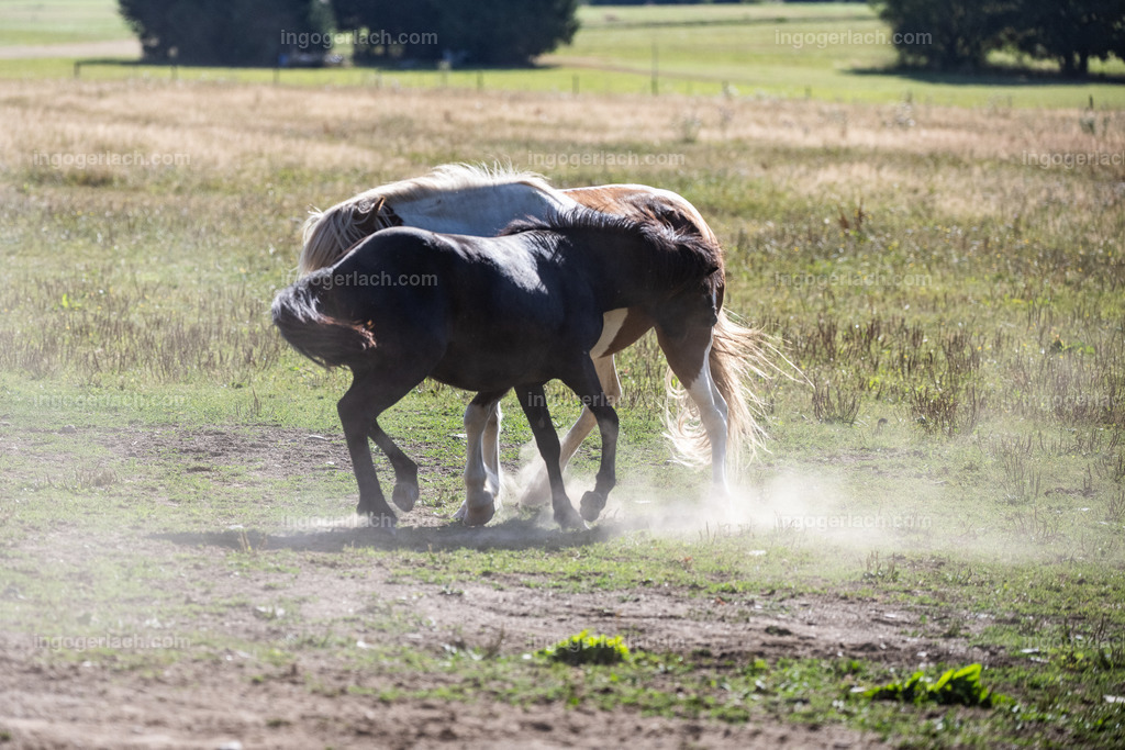kämpfende Islandhengste | Ingo Gerlach