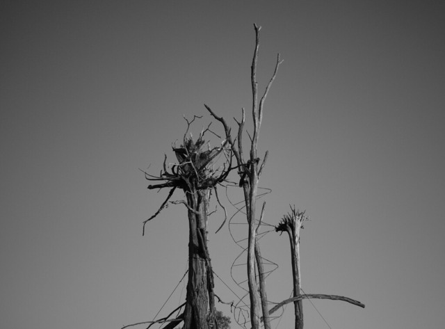 _DSF6771 copy-OzaraPT1 | blende43