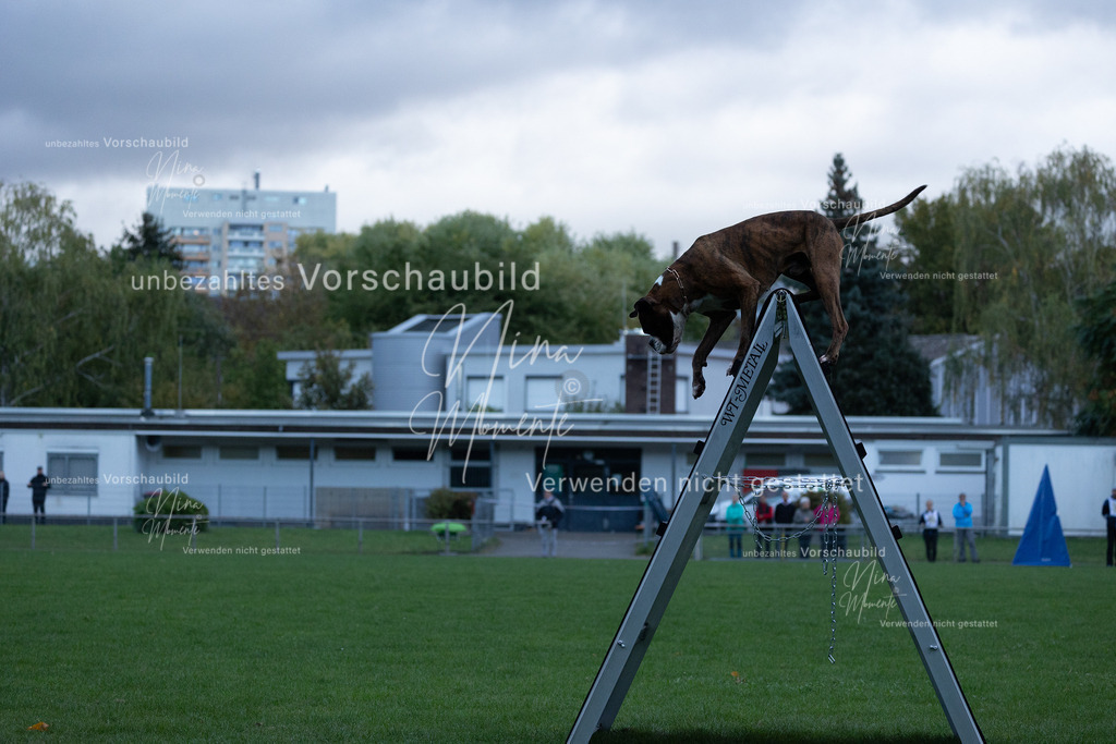 _16A4471 | Einzigartige Fotos von Hunden & Menschen –Actionfotos, Portraits, Vereinsaufnahmen & Paarshootings – authentisch, lebendig & mit Herz.