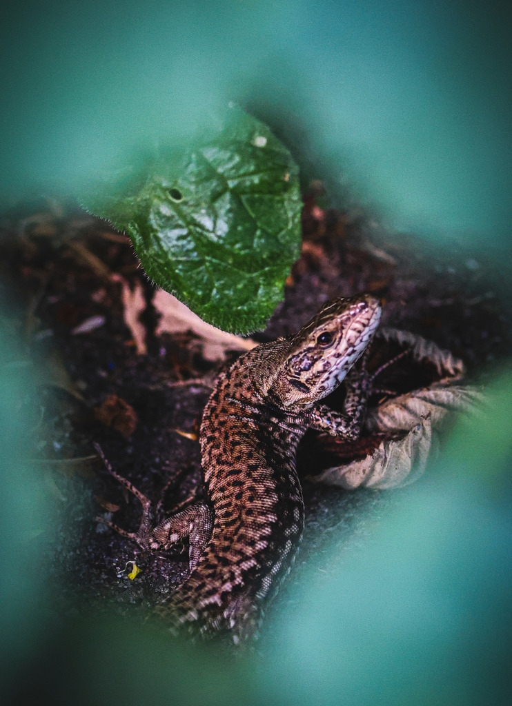 Versteckt zwischen den Blättern | Dieses Foto wurde in freier Wildbahn aufgenommen. Es zeigt die Eidechse in ihrem natürlichen Lebensraum – ohne Gehege, Terrarium oder künstliche Inszenierung.Gut getarnt im dichten Unterholz ruht eine Eidechse in ihrem natürlichen Lebensraum. Umrahmt von Blättern und weicher Vegetation entsteht eine intime Perspektive auf ein scheues Wildtier, das nur für einen kurzen Moment den Blick des Beobachters erwidert. Die natürliche Umgebung, die sanften Farben und die selektive Schärfe verleihen dem Bild eine ruhige, authentische Atmosphäre. - Realisiert mit Pictrs.com