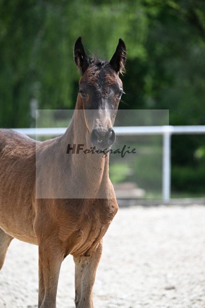 Kat-Nr. 5 Diamantenglanz x Sandro Hit_SF_Lechner_17250643 | hf-fotografie - Realizzato con Pictrs.com