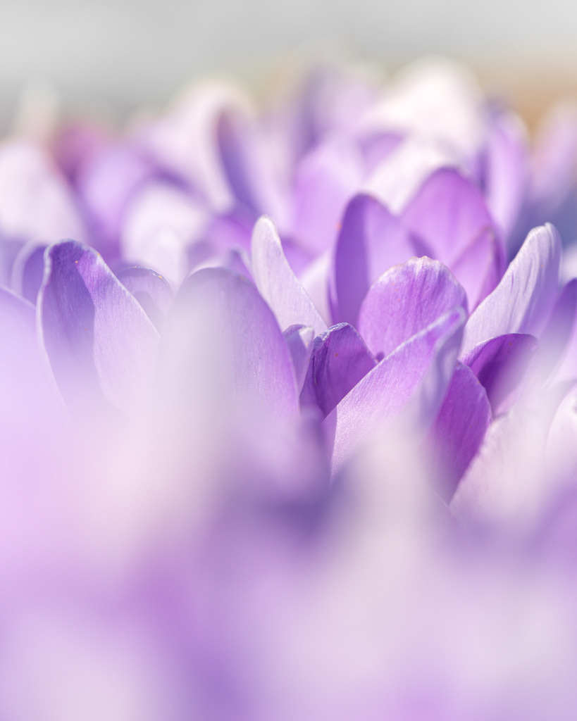 Krokus | Krokus ganz nah - Realisiert mit Pictrs.com