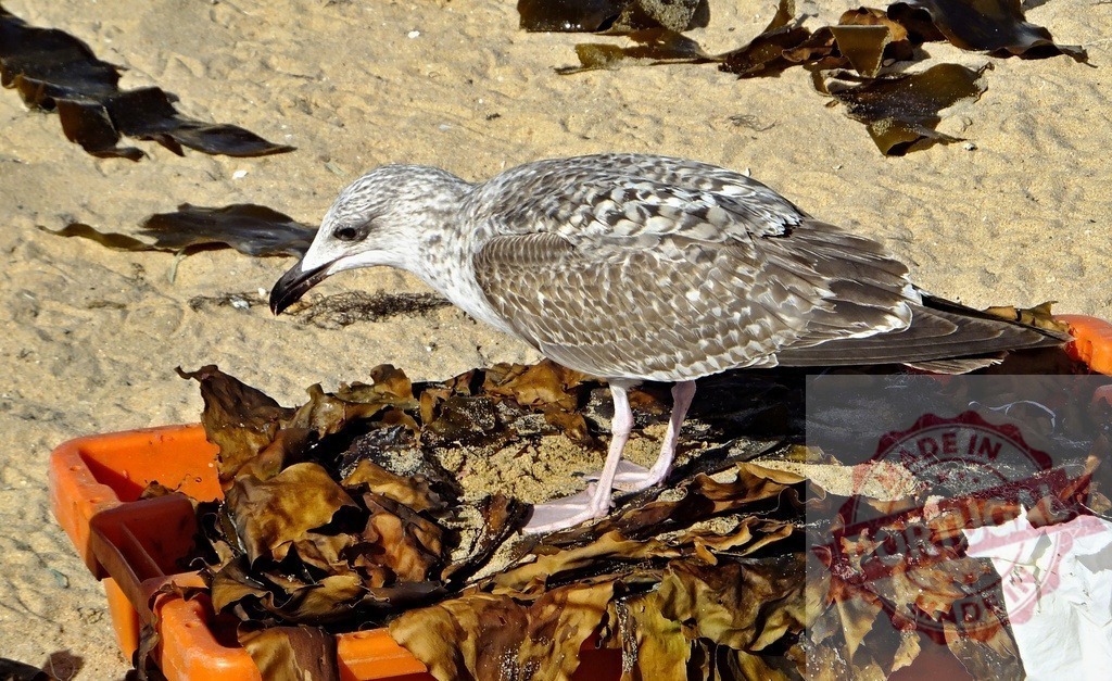 Seagull foraging on beach, looking for food in seaweed | Seagull standing on a fishing crate filled with kelp and sand, scavenging - Realized with Pictrs.com