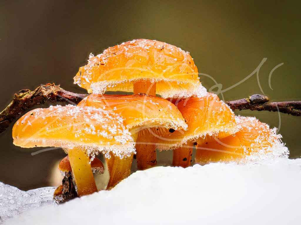 ICE SGROOM | Naturschönheiten aus Deutschland. Pflanzen und Tiere, Insekten und Naturschauspiele. Alle schönen Details, die uns umgeben, fotografiert von Michi Moc.  - Realisiert mit Pictrs.com