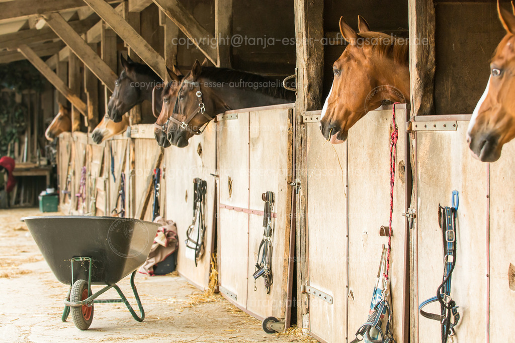 Horses in boxes on a horse farm | Auf einem Pferdehof stehen die Pferde in ihren Boxen und schauen aus dem Fenster. Jede Menge Holz, eine Schubkarre und Stroh sind typische Details.