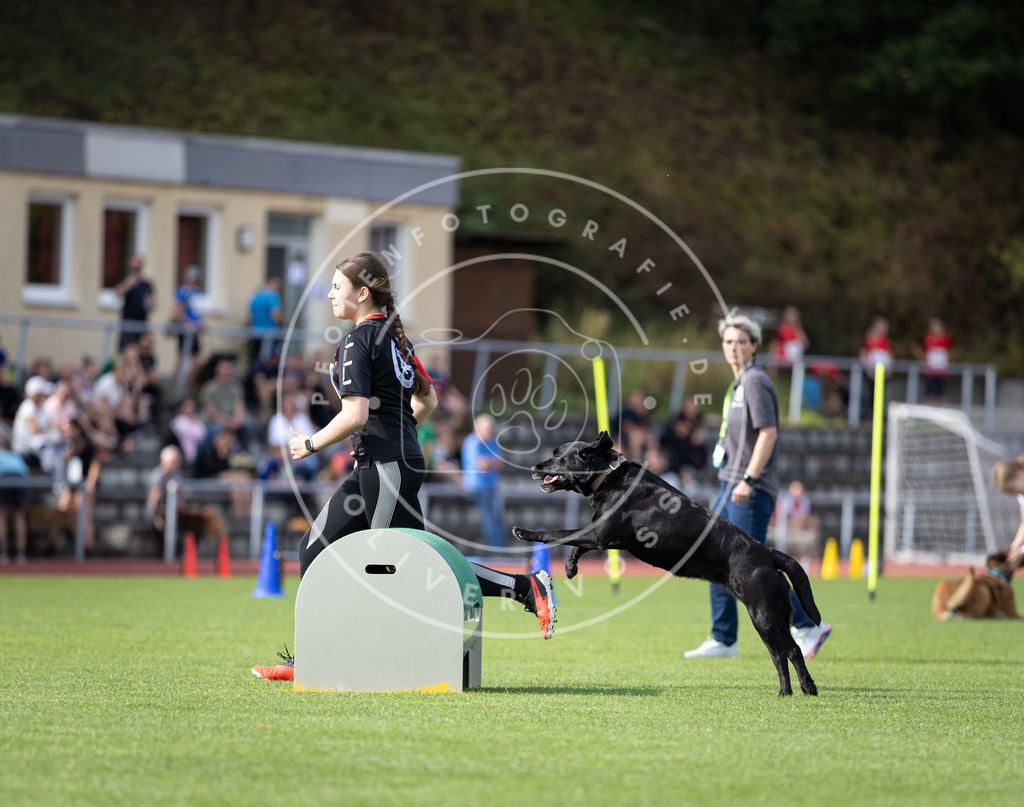 Pfotenfotografie_DV3A1179 | Hundefotografie, Tierfotograf, Pfotenfotografie, Fotoshooting Hund, Hunde Portrait, Hundesport, Hundeportraits, Heideshooting, Hunde, Sportfotograf, Hundefotograf, Turnierhundsport, THS,  - Realisiert mit Pictrs.com