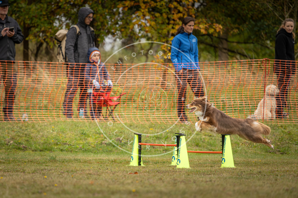 Pfotenfotografie_DV3A4429 | Hundefotografie, Tierfotograf, Pfotenfotografie, Fotoshooting Hund, Hunde Portrait, Hundesport, Hundeportraits, Heideshooting, Hunde, Sportfotograf, Hundefotograf, Turnierhundsport, THS,  - Realisiert mit Pictrs.com