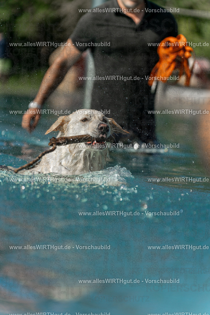 Hundeschwimmen_Volksbad_2026-allesWIRTHgut_Tierfotografie-2609061547-7R501876 | Professionelle Tierfotografie in Mönchengladbach von Daniel Wirth (allesWIRTHgut). Liebevolle & natürliche Bilder von Hunden & Katzen für unvergessliche Erinnerungen.