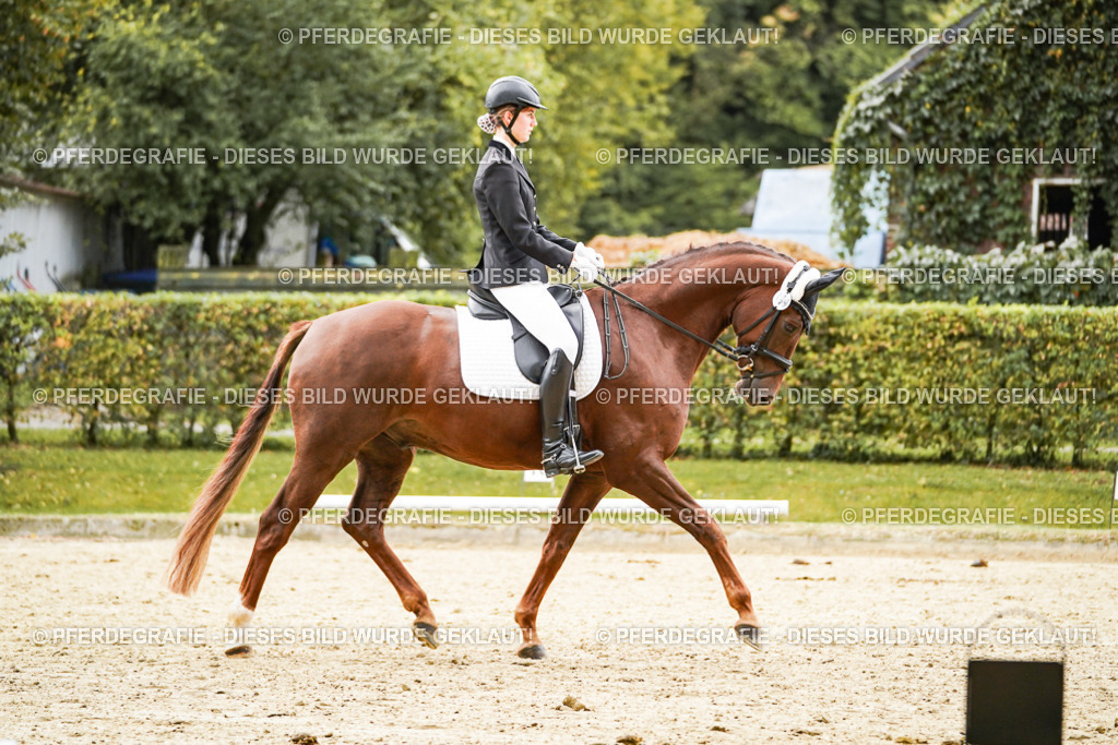 DSC08507 | Pferdegrafie