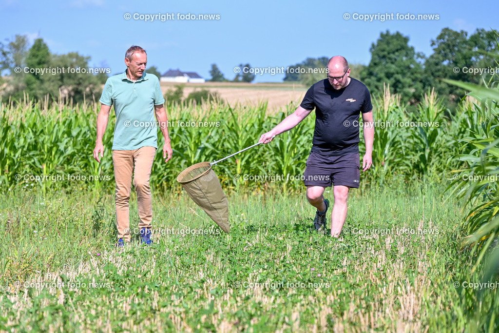 Morgentau Biogemuese GmbH_ Hofkirchen_ 25.07.2024-24 | 25.07.2024, Hofkirchen, AUT, Morgentau Biogemuese GmbH, im Bild Christian Stadler (Morgentau Biogemuese), Ronnie Walcher (Biodiversitaetsforscher Boku Wien)