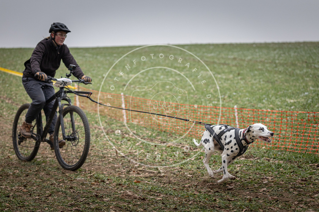 Pfotenfotografie_DV3A1773 | Hundefotografie, Tierfotograf, Pfotenfotografie, Fotoshooting Hund, Hunde Portrait, Hundesport, Hundeportraits, Heideshooting, Hunde, Sportfotograf, Hundefotograf, Turnierhundsport, THS,  - Realisiert mit Pictrs.com