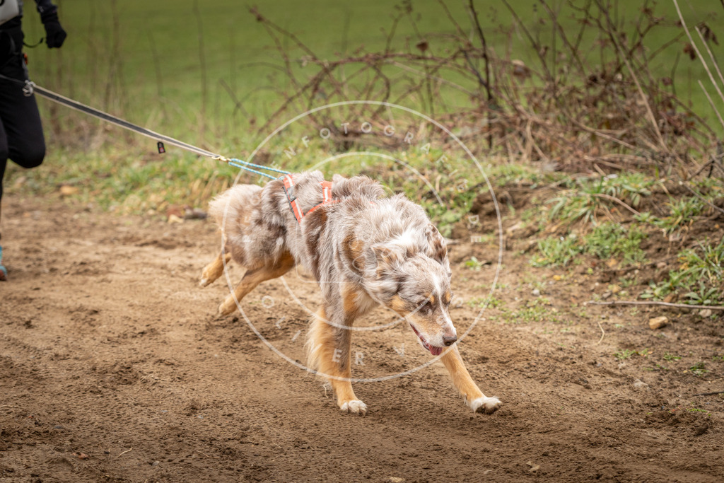 DV3A2104 | Hundefotografie, Tierfotograf, Pfotenfotografie, Fotoshooting Hund, Hunde Portrait, Hundesport, Hundeportraits, Heideshooting, Hunde, Sportfotograf, Hundefotograf, Turnierhundsport, THS,  - Realisiert mit Pictrs.com