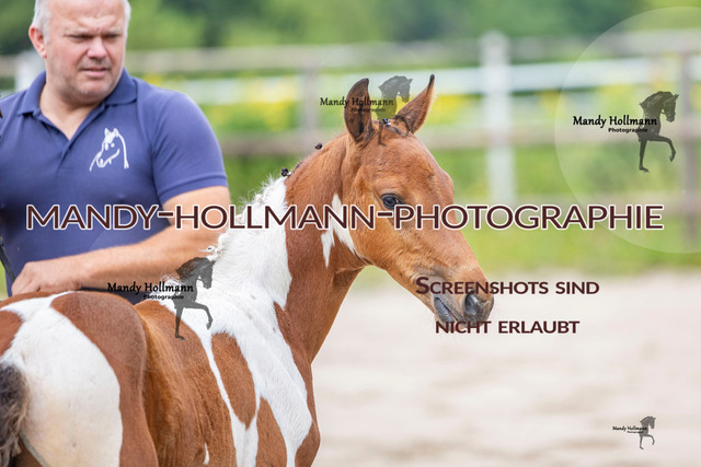 Hexenberg-19 | mandyhollmannphotographie