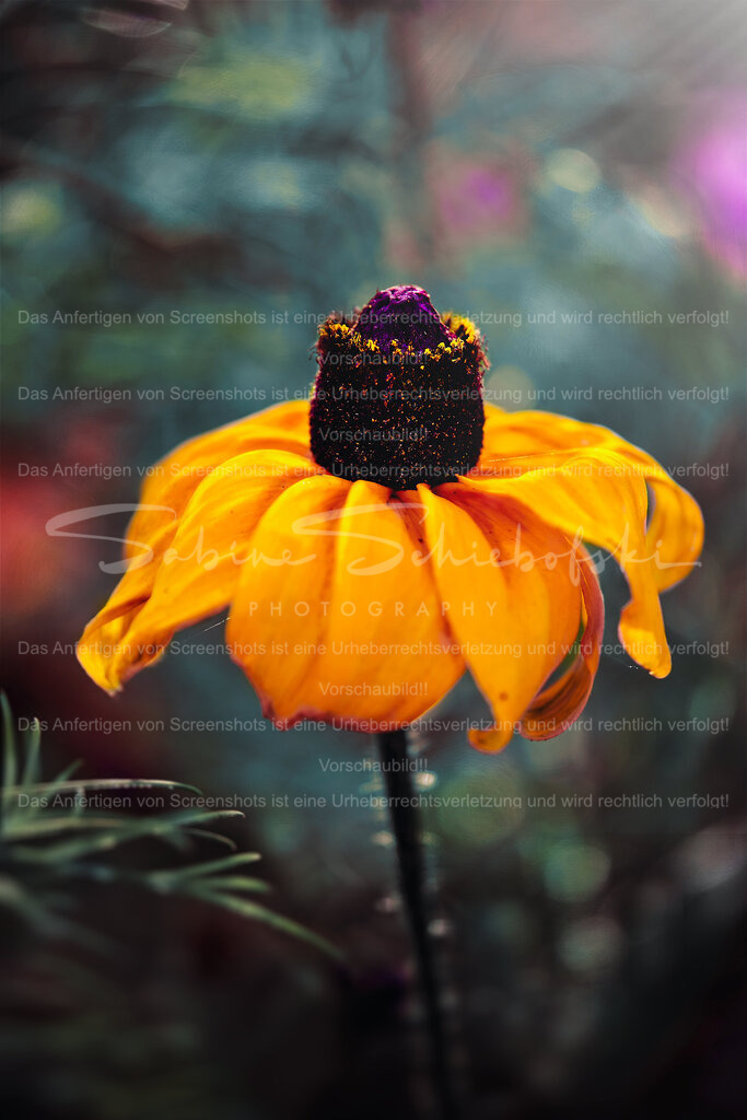 Wandbild "Sonnenhut" | People- und Tierfotografie, Imageaufnahmen, Veranstaltungsfotografie und Wandbilder aus der Natur ★ Made in Germany ✔️ Druck + Downloads ✔️ Naturfotografie in Top Qualität ★ schneller Versand, weltweite Lieferung! - Realisiert mit Pictrs.com