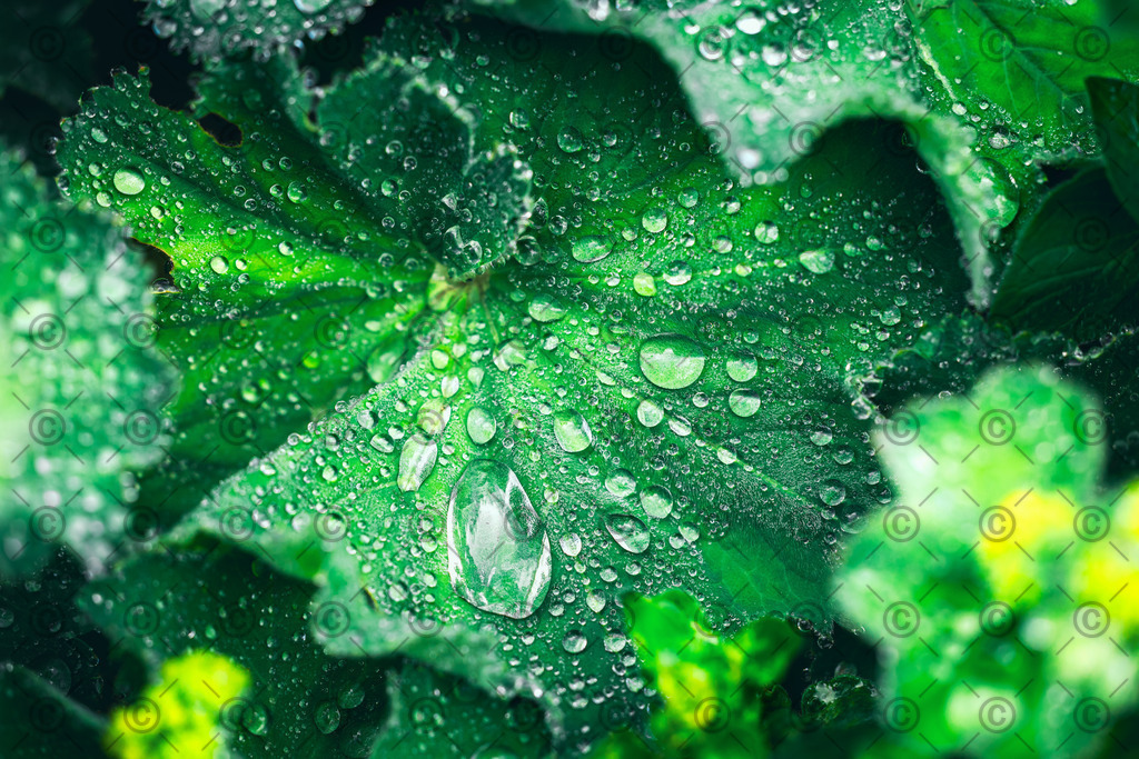 Oberflächenspannung | Wassertropfen auf einem großen grünen Blatt.