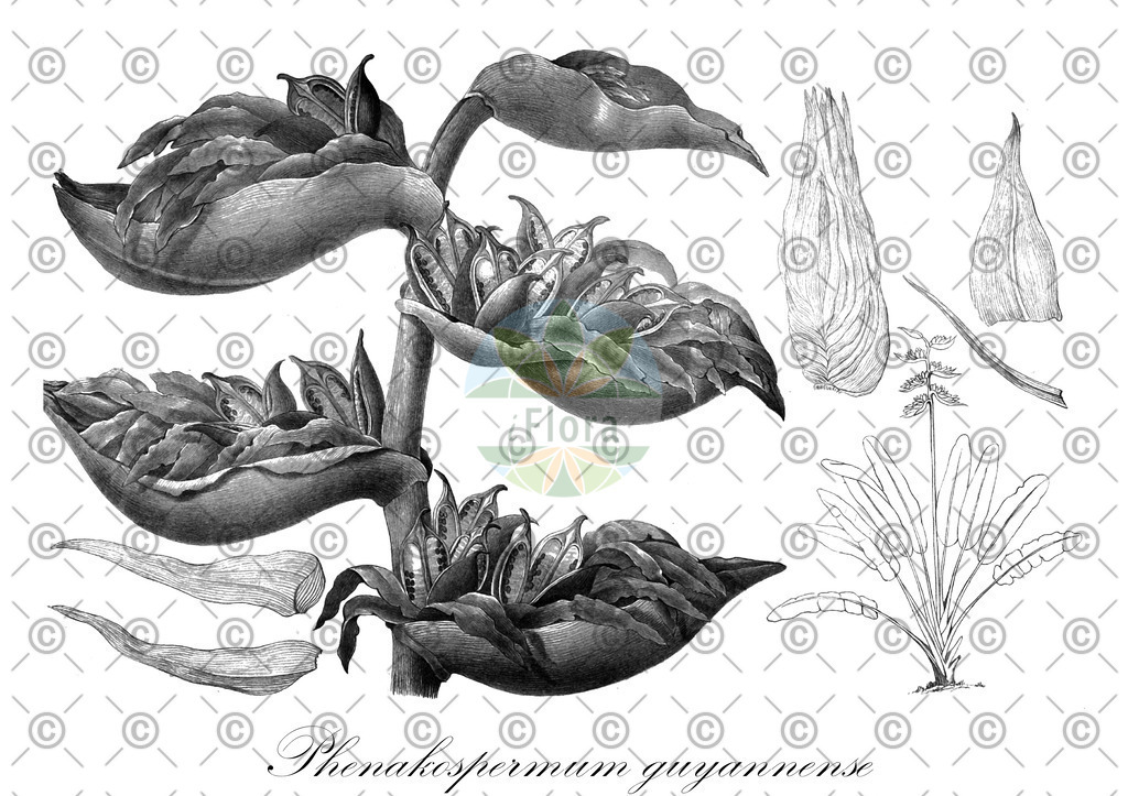 HistAbb_wfo-0000473015_1_ENZY_Simple | Historische Abbildung von Phenakospermum guyannense - Strelitziaceae | Historical Illustration of Phenakospermum guyannense - Strelitziaceae