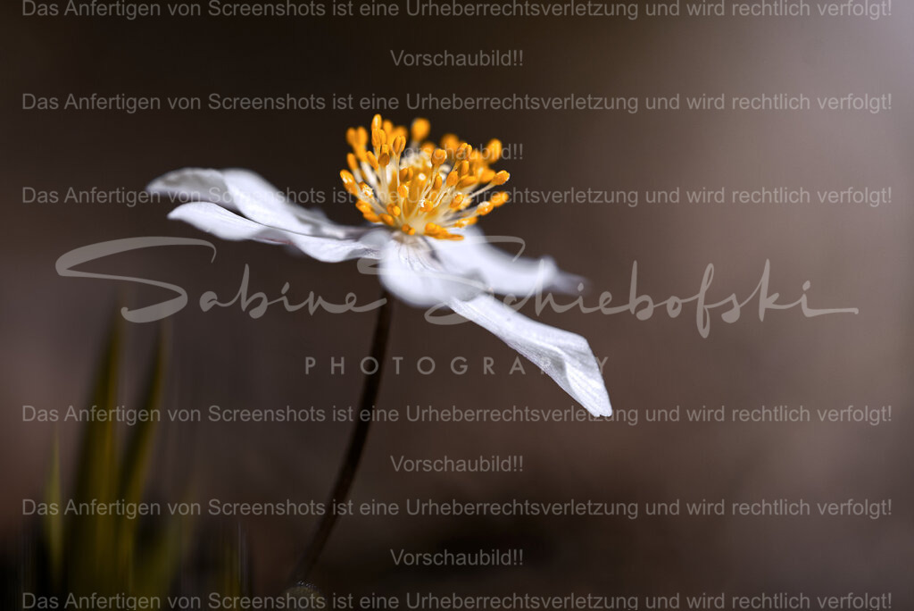 Buschwindröschen im Frühling | People- und Tierfotografie, Imageaufnahmen, Veranstaltungsfotografie und Wandbilder aus der Natur ★ Made in Germany ✔️ Druck + Downloads ✔️ Naturfotografie in Top Qualität ★ schneller Versand, weltweite Lieferung! - Realisiert mit Pictrs.com