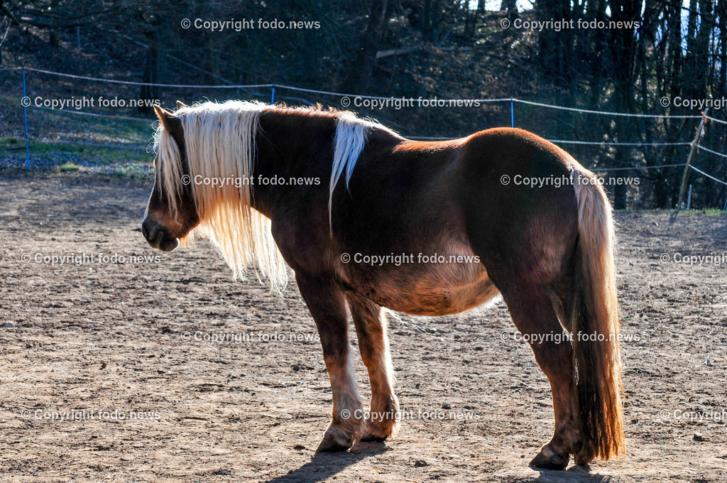 Linz_ Bauernhof_ 11.04.2025-9 | 11.04.2025, LINZ, AUT, Landwirtschaft, Bauernhof, im Bild Pferd, Pferde, Stute, Hengst, Fohlen, Ranch, Weide, Hof, Wiese, Stall, Nutztier, Tier, Tiere, Nutztiere, Freilandhaltung