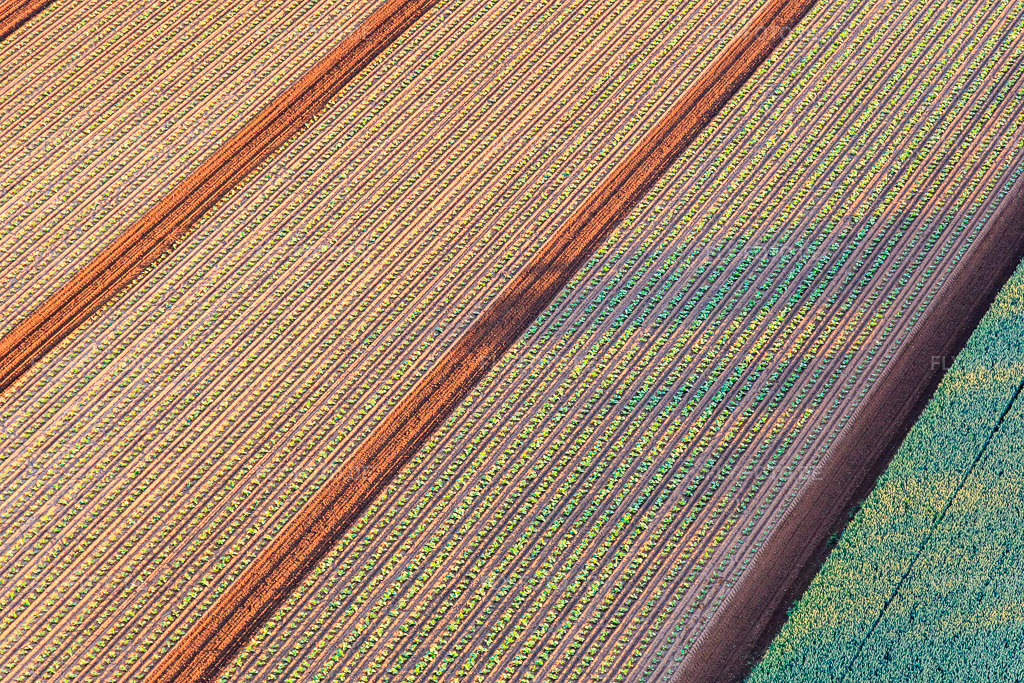 Luftbild: Felder mit Salatsetzlingen in Minfeld im Bundesland Rheinland-Pfalz in Deutschland.Foto: IMG_148463.jpg vom 18.06.2025 durch Werner Riehm/FLY-FOTO.deAuflösung des Originals: 5472 x 3648 px