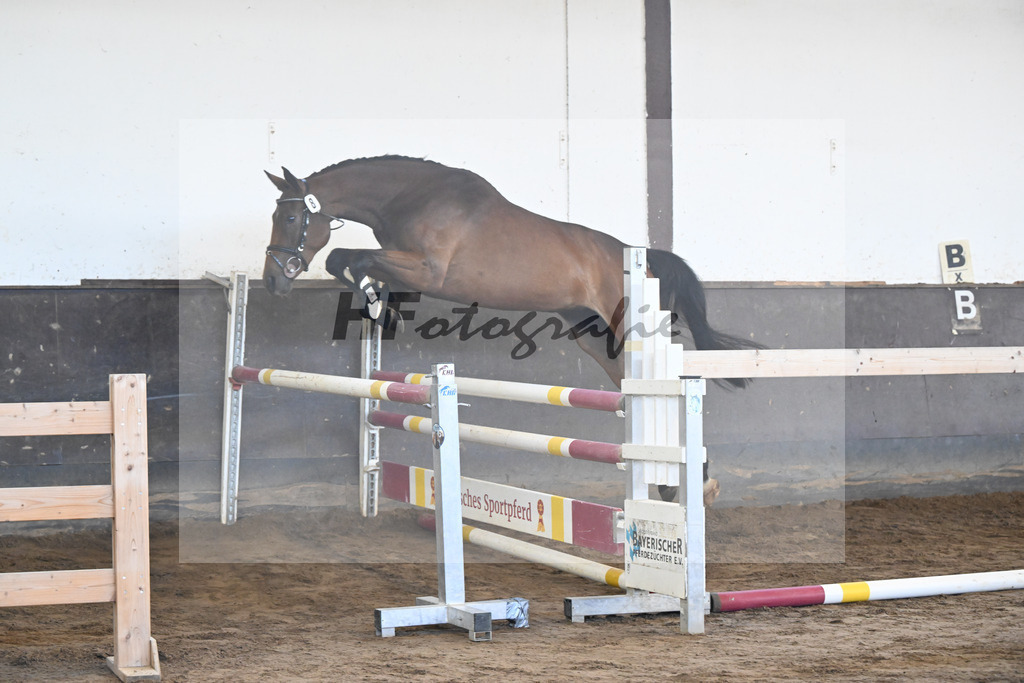 Kat-Nr. 8 Finja v. Cielito Lindo_Knoll_19250077 | hf-fotografie - Realizzato con Pictrs.com