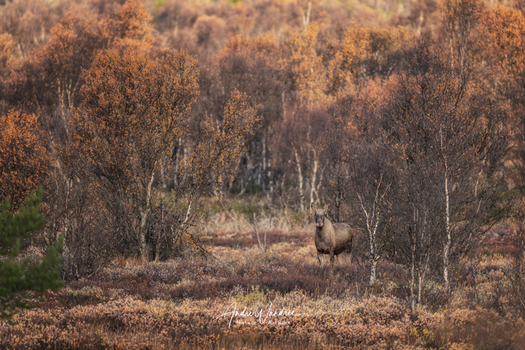 Eins mit dem Wald | Andre Wandrei - Nature Artworx - Realisiert mit Pictrs.com