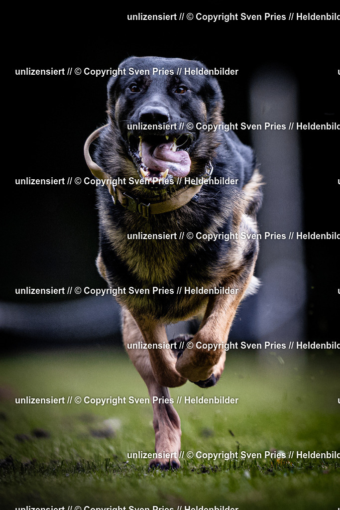 Sven Pries | 2025-10-03 - Hunderennen Obergrombach - Realisiert mit Pictrs.com