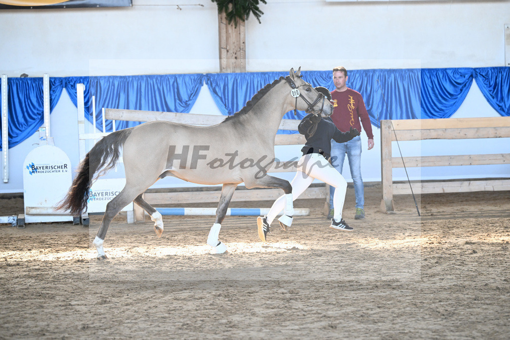 Kat-Nr. 10 Gentleman M v. Gold Garant_Meyer_9260224 | hf-fotografie - Realisiert mit Pictrs.com