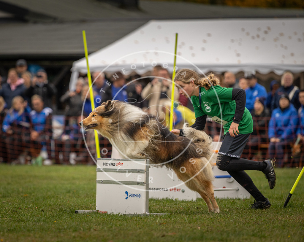 Pfotenfotografie_DV3A6636 | Hundefotografie, Tierfotograf, Pfotenfotografie, Fotoshooting Hund, Hunde Portrait, Hundesport, Hundeportraits, Heideshooting, Hunde, Sportfotograf, Hundefotograf, Turnierhundsport, THS,  - Realisiert mit Pictrs.com