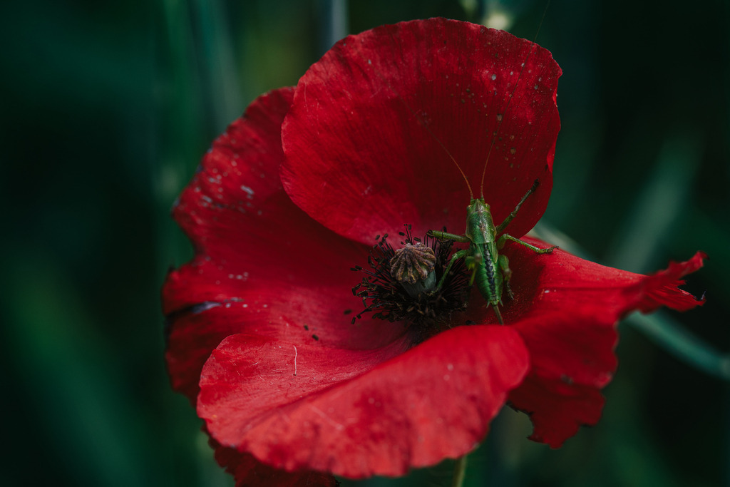 Mohn mit Grashüpfer | Simone Sonderegger Photography