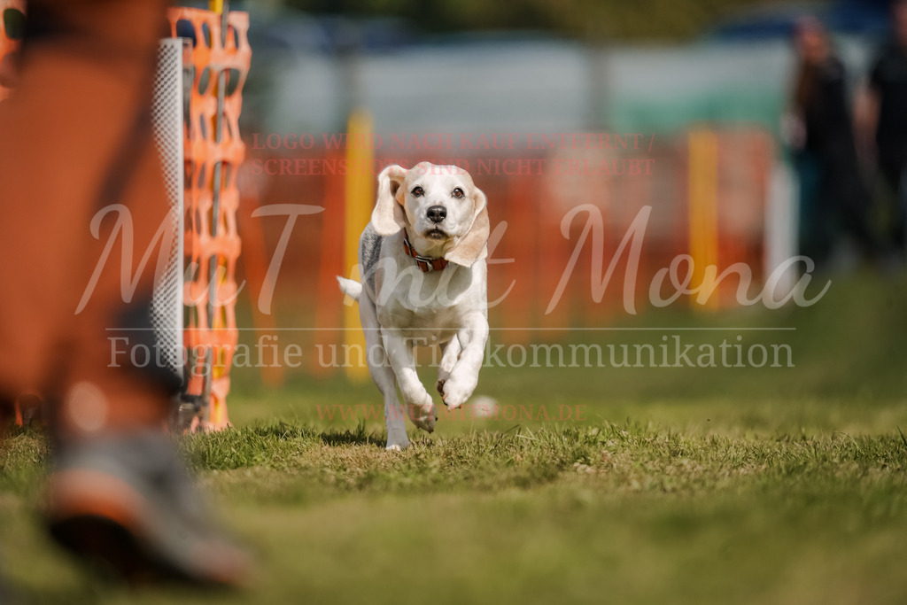 20250928_Hunderennen-465 | MuT (Mensch und Tier) mit Mona - Fotografie und Tierkommunikation - Realisiert mit Pictrs.com