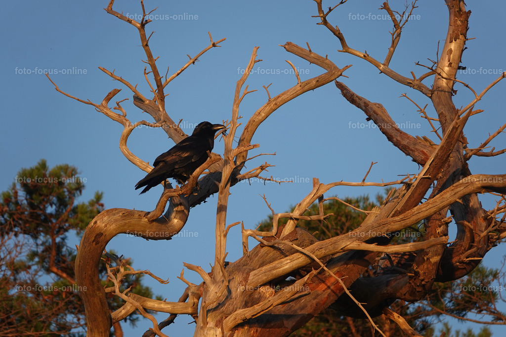 17 | foto-focus-online