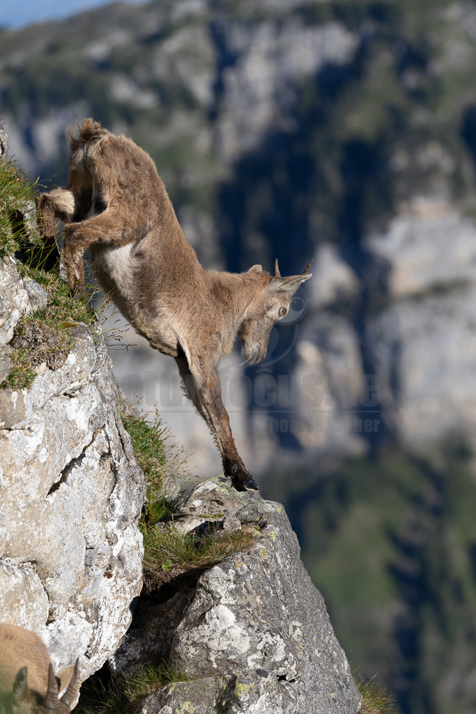 _5NF7139_20250710 | Das Bild zeigt einen Steinbock, der sich in einem beeindruckenden Sprung befindet. Er stürzt von einem Felsvorsprung ab und scheint mühelos die Schwerkraft zu überwinden. Sein Körper ist angespannt und seine Beine sind weit ausgestreckt, was die Kraft und Präzision seiner Bewegung unterstreicht. Der steinige Hintergrund und die spärliche Vegetation verstärken den Eindruck von Wildnis und Abenteuer. Das Bild ist ein faszinierendes Beispiel für die Anpassungsfähigkeit und Geschicklichkeit von Wildtieren in ihrem natürlichen Lebensraum. - Realisiert mit Pictrs.com