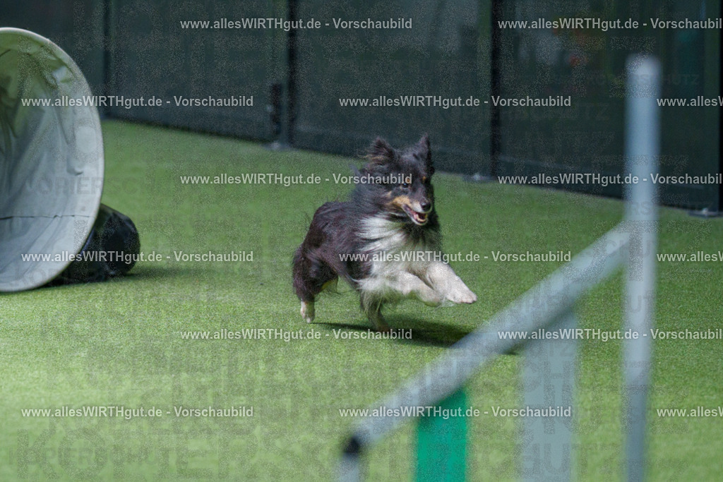 @allesWIRTHgut_Tierfotografie - www.allesWIRTHgut.de - 2604251404-7R504647 | Professionelle Tierfotografie in Mönchengladbach von Daniel Wirth (allesWIRTHgut). Liebevolle & natürliche Bilder von Hunden & Katzen für unvergessliche Erinnerungen.