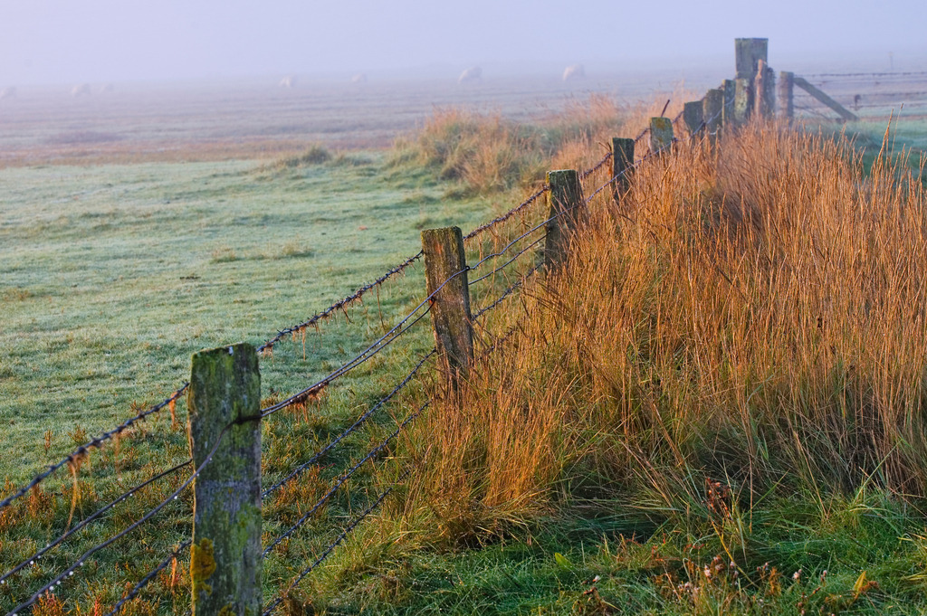 Weideland im Nebel | Europa, Deutschland, Schleswig-Holstein, Suederhafen, Weideland im Nebel - Realisiert mit Pictrs.com