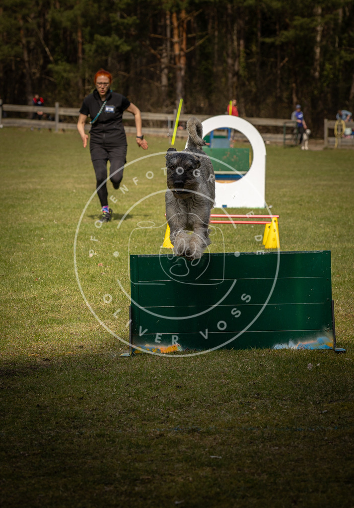 Pfotenfotografie_DV3A5513 | Hundefotografie, Tierfotograf, Pfotenfotografie, Fotoshooting Hund, Hunde Portrait, Hundesport, Hundeportraits, Heideshooting, Hunde, Sportfotograf, Hundefotograf, Turnierhundsport, THS,  - Realisiert mit Pictrs.com