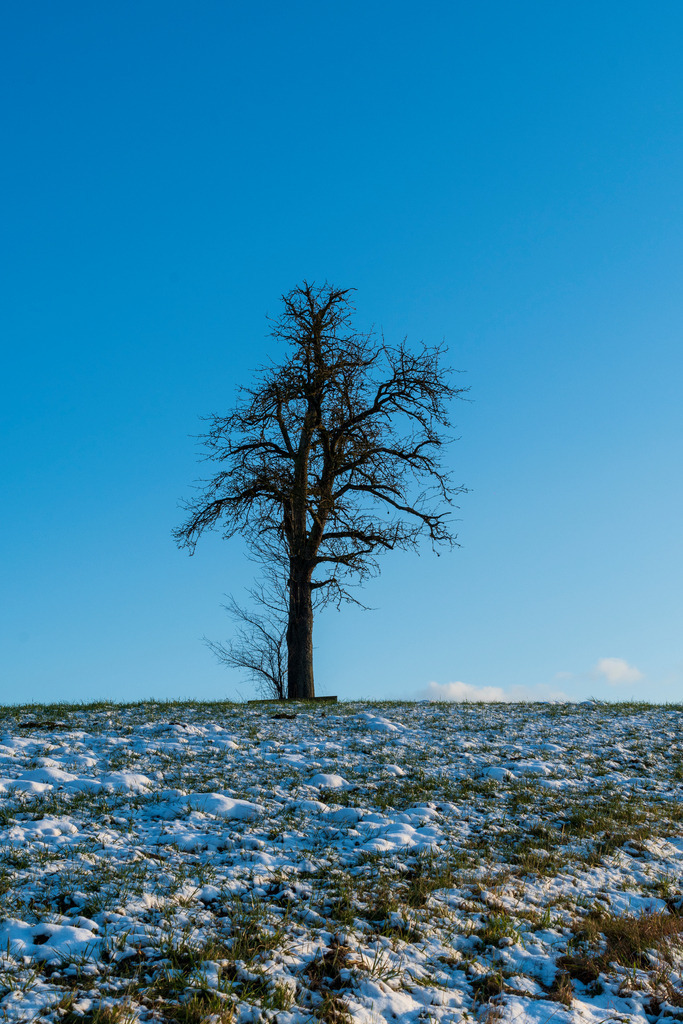 Mystische Bäume - Matzingen, Schweiz | Die Mystik der Bäume unterscheidet sich je nach Jahreszeit  - Realisiert mit Pictrs.com