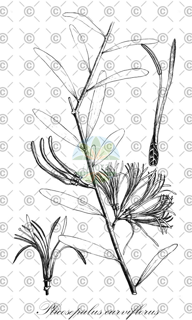 HistAbb_63NY6_1_ENZY_Simple | Historische Abbildung von Plicosepalus curviflorus - Loranthaceae | Historical Illustration of Plicosepalus curviflorus - Loranthaceae