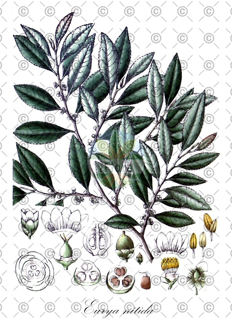 HistAbb_wfo-0000683330_2_ENZY_Simple | Historische Abbildung von Eurya nitida - Pentaphylacaceae | Historical Illustration of Eurya nitida - Pentaphylacaceae