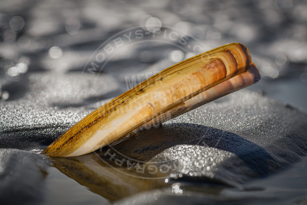 Schwertmuschel im Wattenmeer | Muschel am Strand