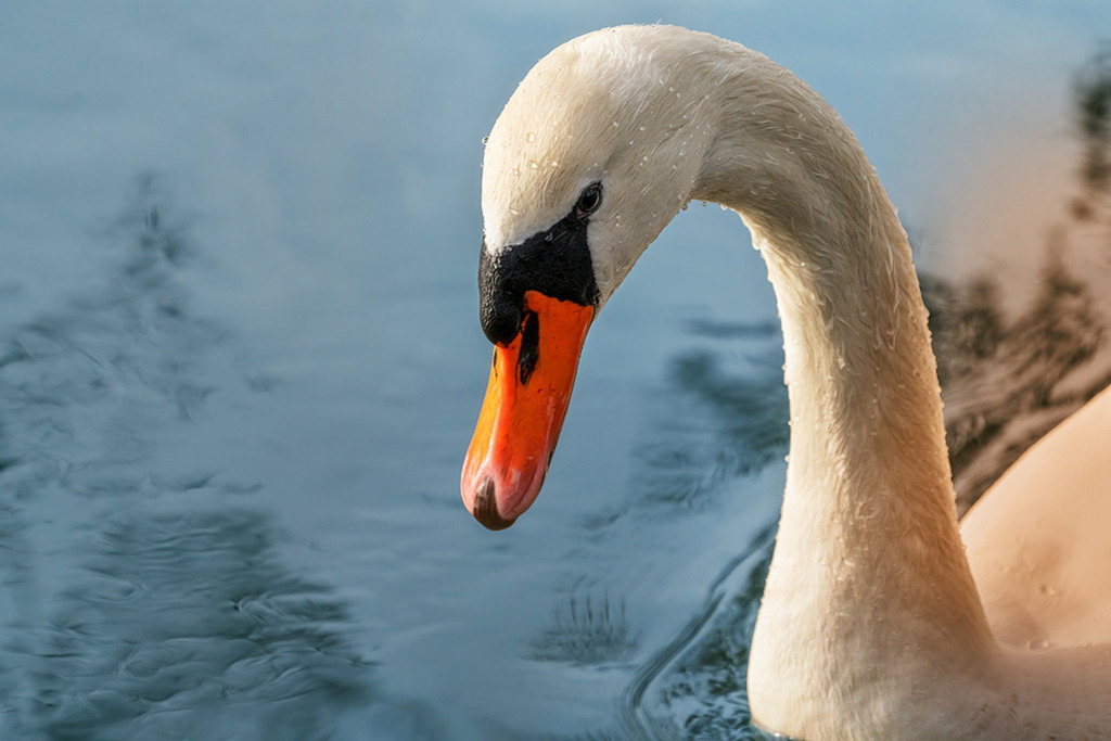 Höckerschwan | Deutschland | Premium-Wandbild von justsomewhere.com: Nahaufnahme eines Höckerschwans mit feinen Wassertropfen auf dem weißen Gefieder, der auf einem ruhigen Gewässer in Deutschland schwimmt. - Realisiert mit Pictrs.com