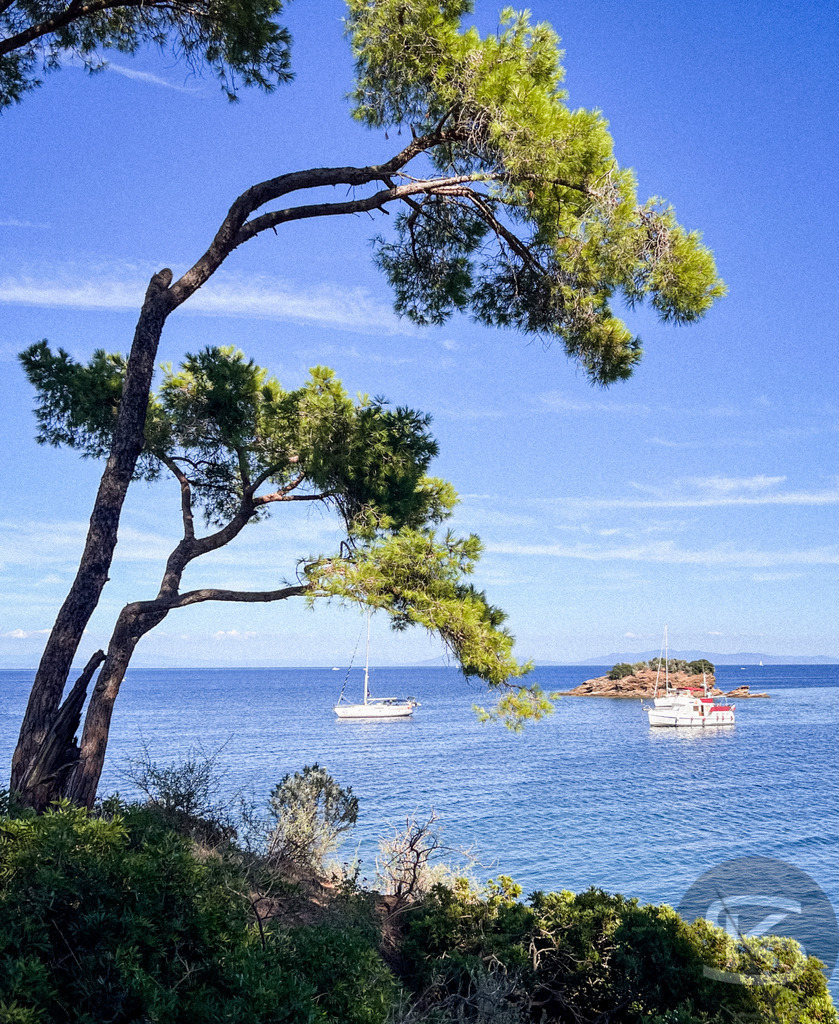 Mediterraner Küstentraum: Pinien am Meer, Spiaggia di Istia, Elba – Wandbild | Mediterrane Pinien am Ufer der Spiaggia Si Istia auf Elba, mit Blick auf das türkisblaue Meer, Küstenlandschaft und Boote im Hintergrund - Realisiert mit Pictrs.com