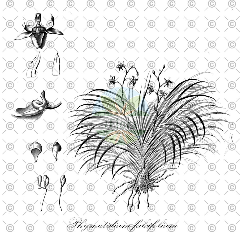 HistAbb_63MNM_1_ENZY_Simple | Historische Abbildung von Phymatidium falcifolium - Orchidaceae | Historical Illustration of Phymatidium falcifolium - Orchidaceae