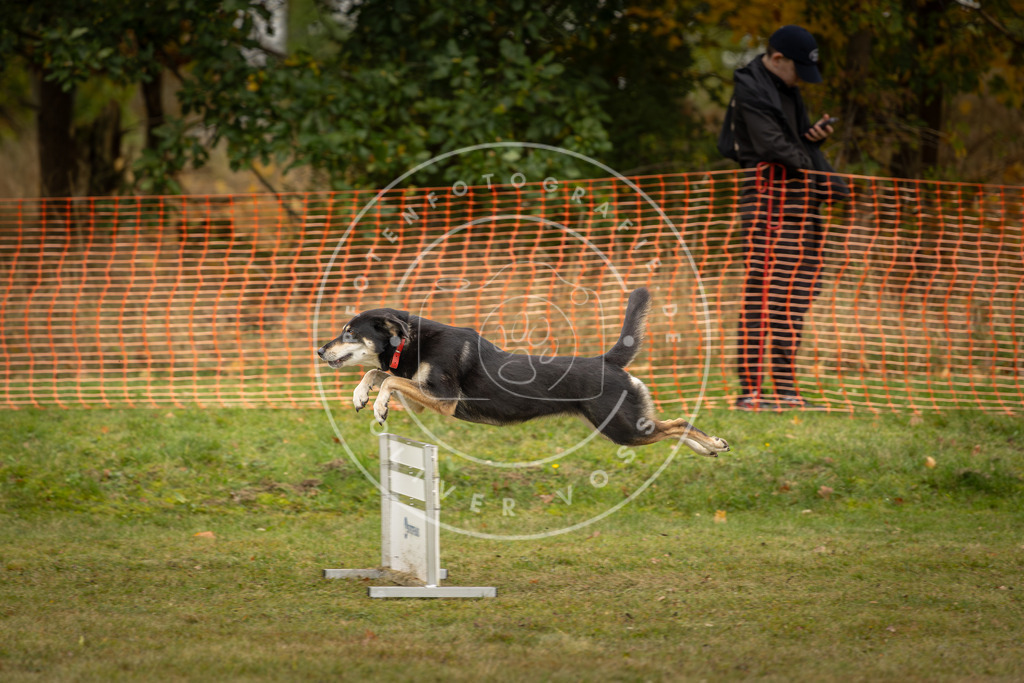 Pfotenfotografie_DV3A5867 | Hundefotografie, Tierfotograf, Pfotenfotografie, Fotoshooting Hund, Hunde Portrait, Hundesport, Hundeportraits, Heideshooting, Hunde, Sportfotograf, Hundefotograf, Turnierhundsport, THS,  - Realisiert mit Pictrs.com